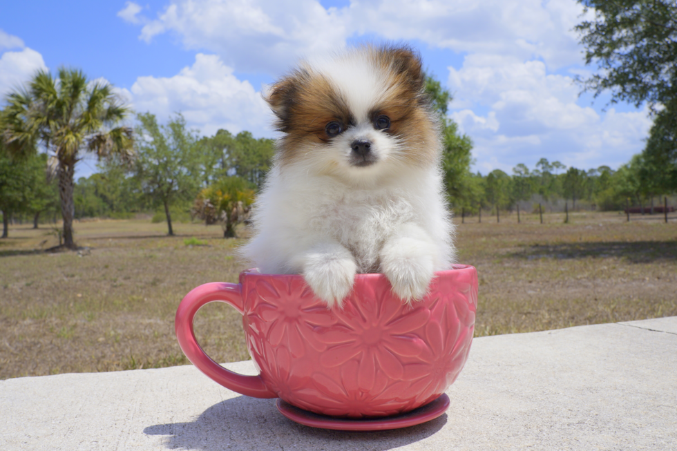 Meet Aims - our Pomeranian Puppy Photo 3/3 - Florida Fur Babies