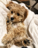 Cute Maltipom Pup Cute Maltipom Pup
