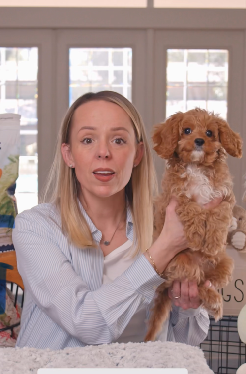Florida Fur Babies Thinking about taking home a Cavapoo Puppy in Florida? Here’s the real-life version before go-home day 🐶 Trending Video