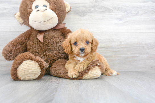 9 week old Cavapoo Puppy For Sale - Florida Fur Babies