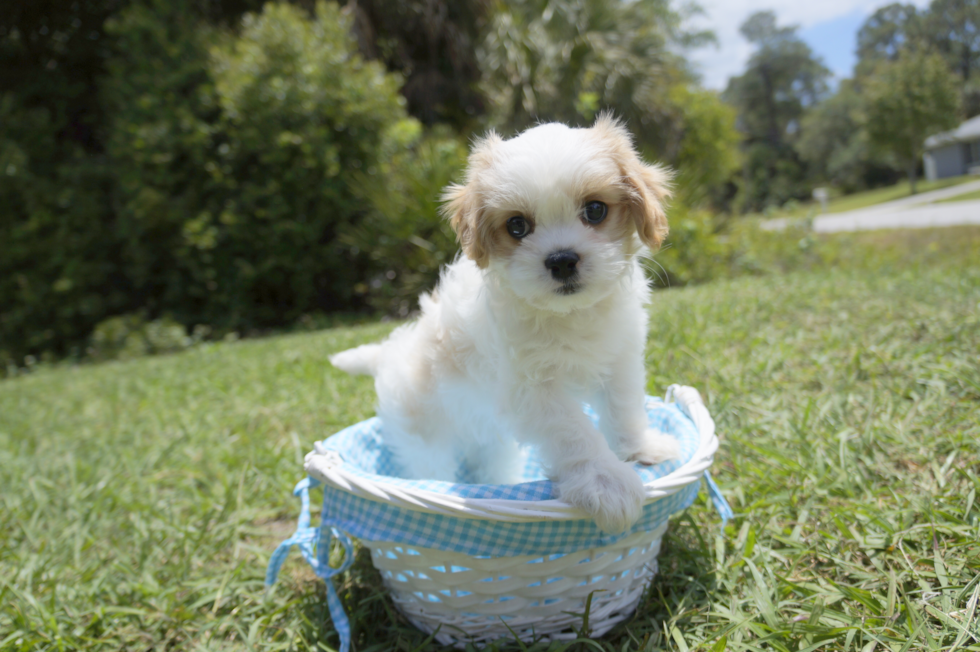 Meet Tucker - our Cavachon Puppy Photo 2/8 - Florida Fur Babies