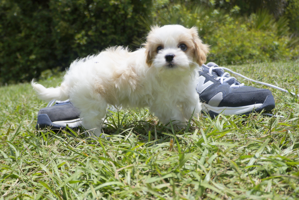 Meet Tucker - our Cavachon Puppy Photo 5/8 - Florida Fur Babies