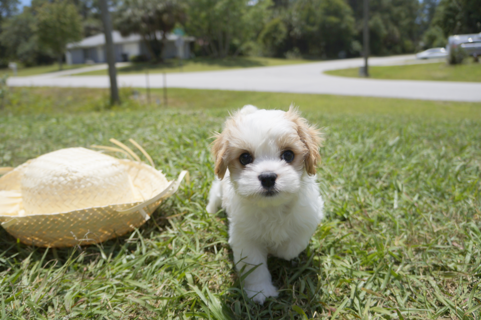 Meet Tucker - our Cavachon Puppy Photo 7/8 - Florida Fur Babies