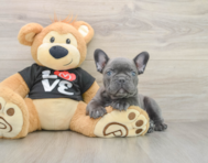 7 week old French Bulldog Puppy For Sale - Florida Fur Babies