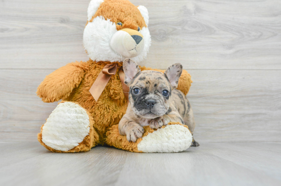 7 week old French Bulldog Puppy For Sale - Florida Fur Babies