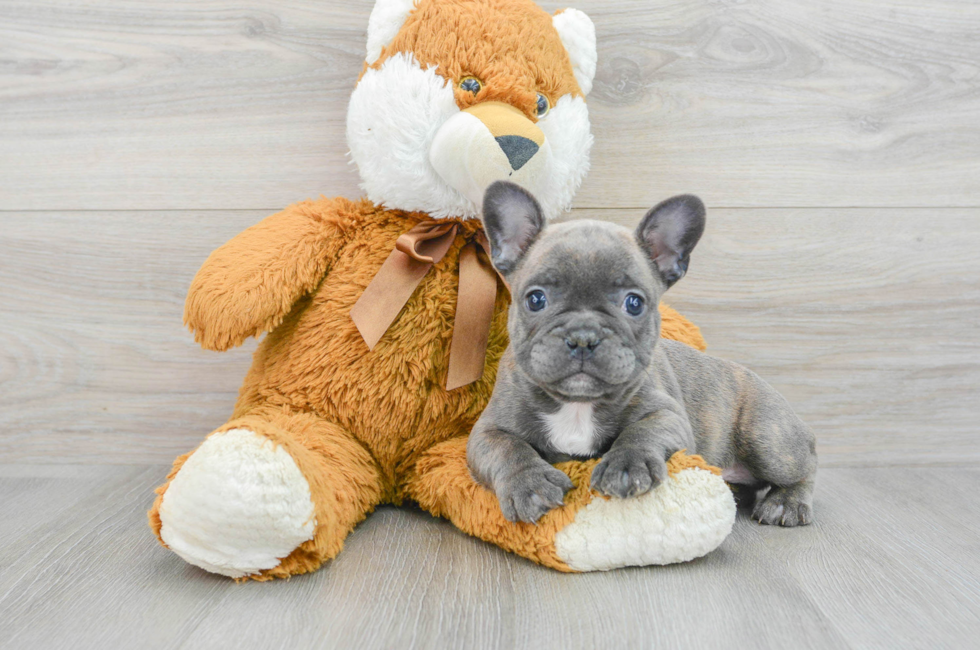 7 week old French Bulldog Puppy For Sale - Florida Fur Babies