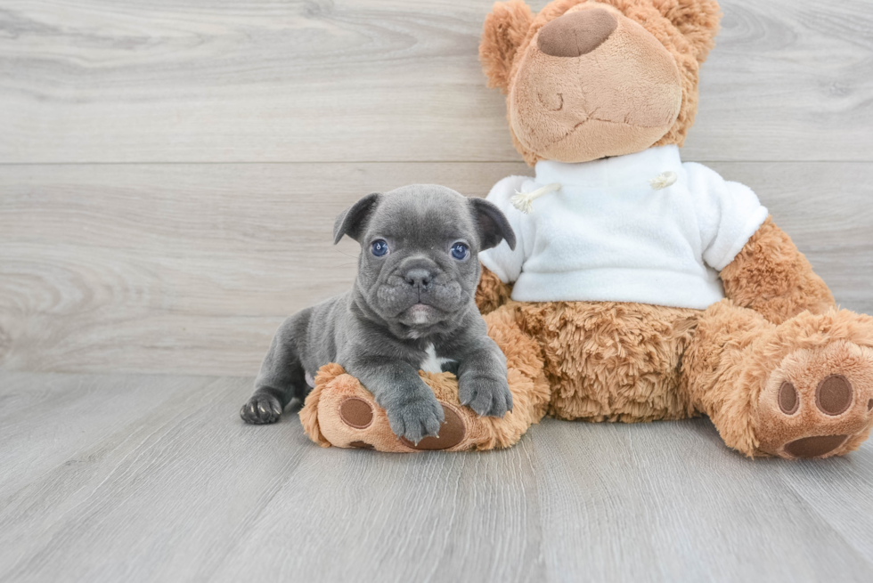 Best French Bulldog Baby