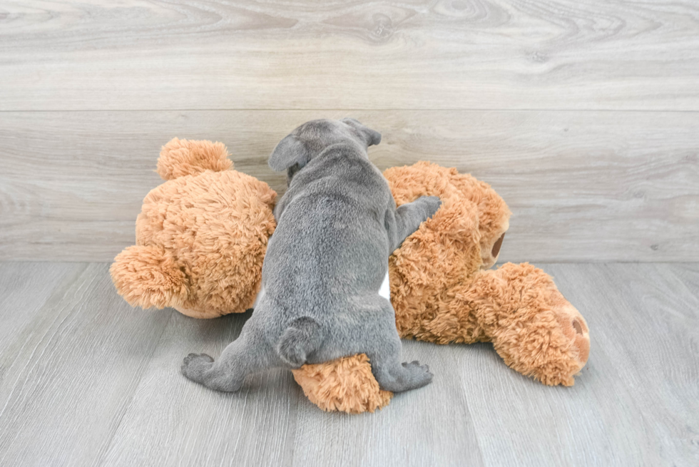Best French Bulldog Baby
