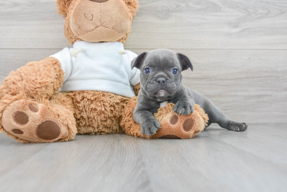 Adorable Frenchie Purebred Puppy