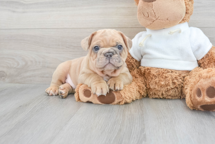 Friendly French Bulldog Purebred Pup