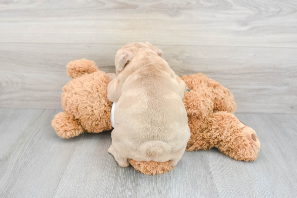 Best French Bulldog Baby