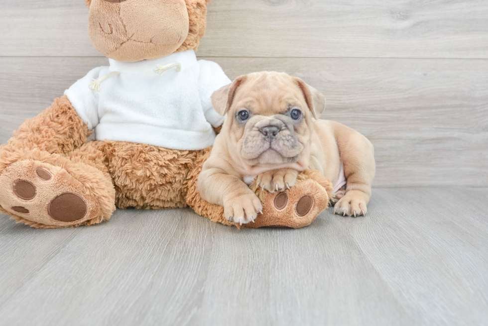 Funny French Bulldog Baby
