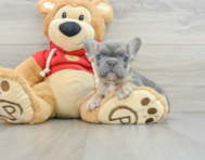 8 week old French Bulldog Puppy For Sale - Florida Fur Babies