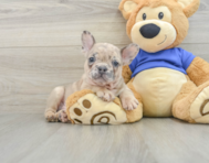 7 week old French Bulldog Puppy For Sale - Florida Fur Babies