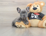 7 week old French Bulldog Puppy For Sale - Florida Fur Babies