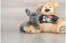 French Bulldog Pup Being Cute