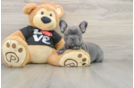Best French Bulldog Baby