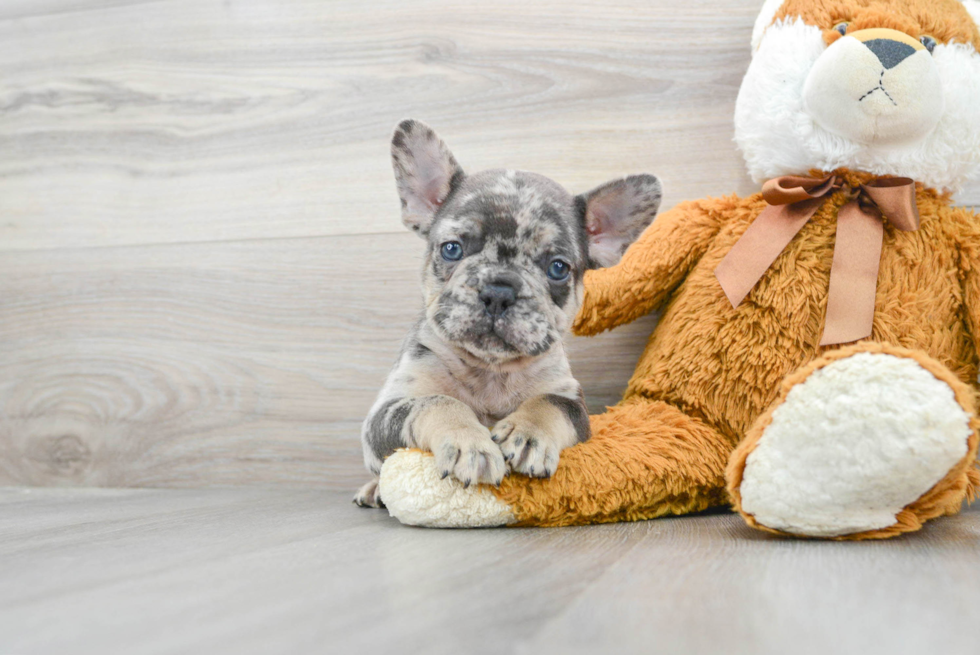 Best French Bulldog Baby