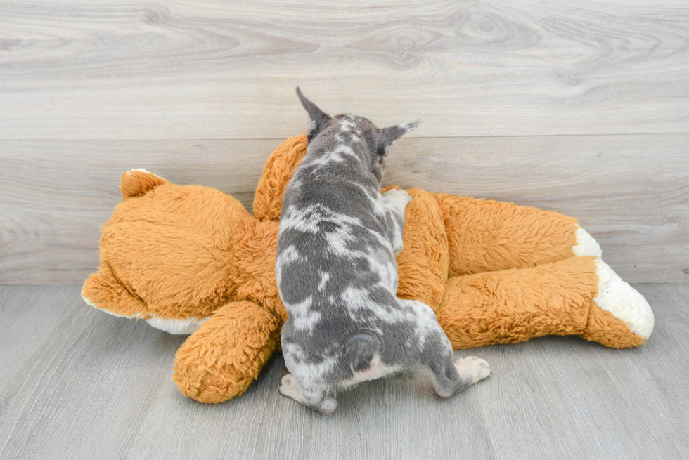 Small French Bulldog Purebred Pup