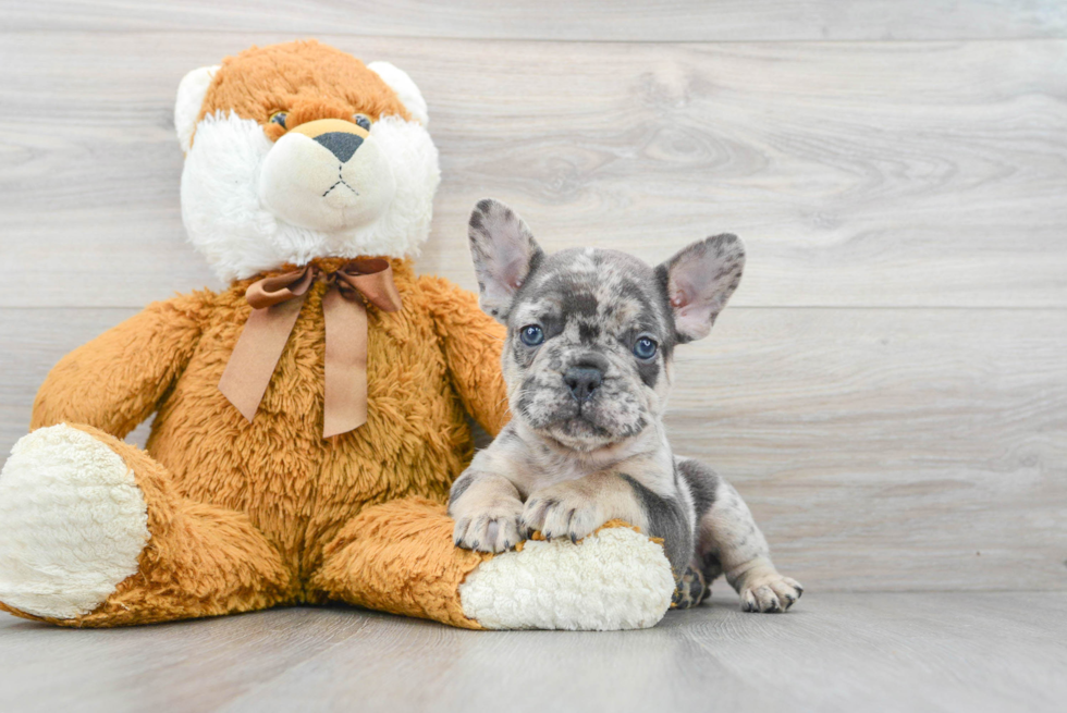 French Bulldog Puppy for Adoption
