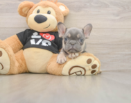 7 week old French Bulldog Puppy For Sale - Florida Fur Babies