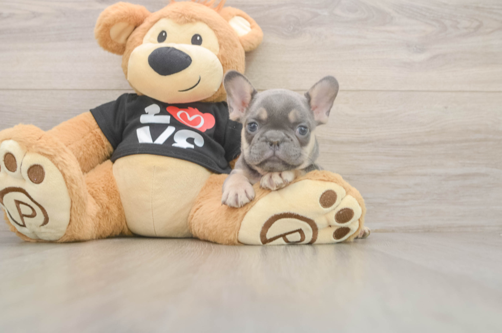 7 week old French Bulldog Puppy For Sale - Florida Fur Babies