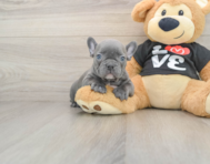 7 week old French Bulldog Puppy For Sale - Florida Fur Babies