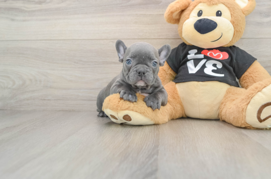 Best French Bulldog Baby