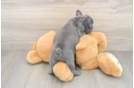 Akc Registered French Bulldog Purebred Pup