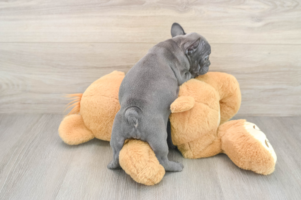 Akc Registered French Bulldog Purebred Pup