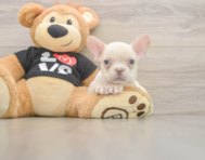 7 week old French Bulldog Puppy For Sale - Florida Fur Babies