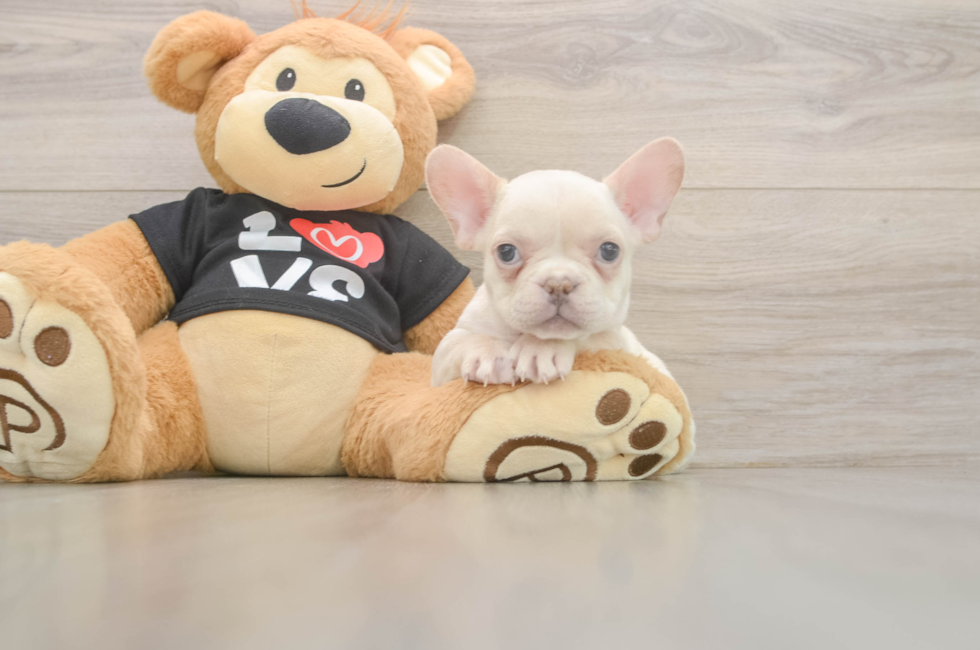 7 week old French Bulldog Puppy For Sale - Florida Fur Babies