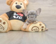 7 week old French Bulldog Puppy For Sale - Florida Fur Babies