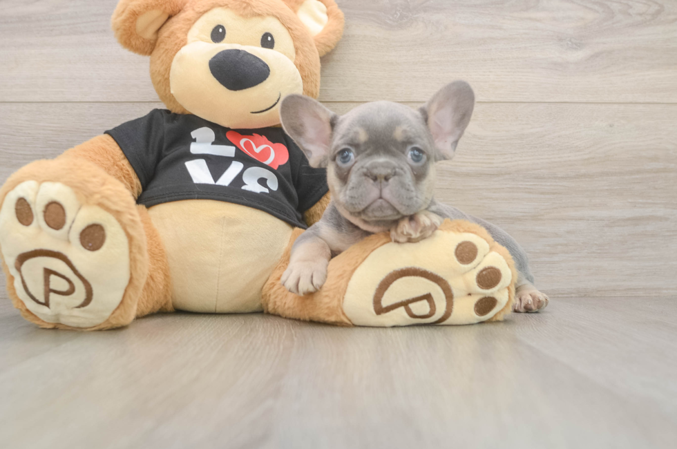 7 week old French Bulldog Puppy For Sale - Florida Fur Babies