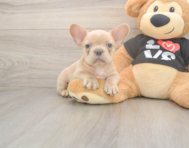 7 week old French Bulldog Puppy For Sale - Florida Fur Babies