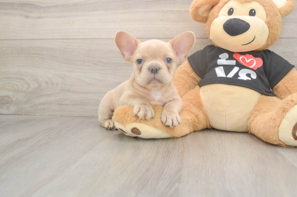 7 week old French Bulldog Puppy For Sale - Florida Fur Babies