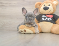 7 week old French Bulldog Puppy For Sale - Florida Fur Babies