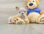 7 week old French Bulldog Puppy For Sale - Florida Fur Babies