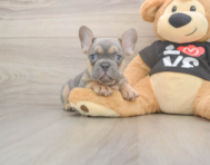 7 week old French Bulldog Puppy For Sale - Florida Fur Babies