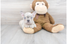 Meet Bullet - our French Bulldog Puppy Photo 2/3 - Florida Fur Babies