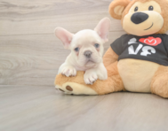7 week old French Bulldog Puppy For Sale - Florida Fur Babies