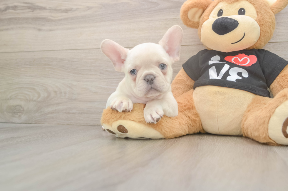 7 week old French Bulldog Puppy For Sale - Florida Fur Babies