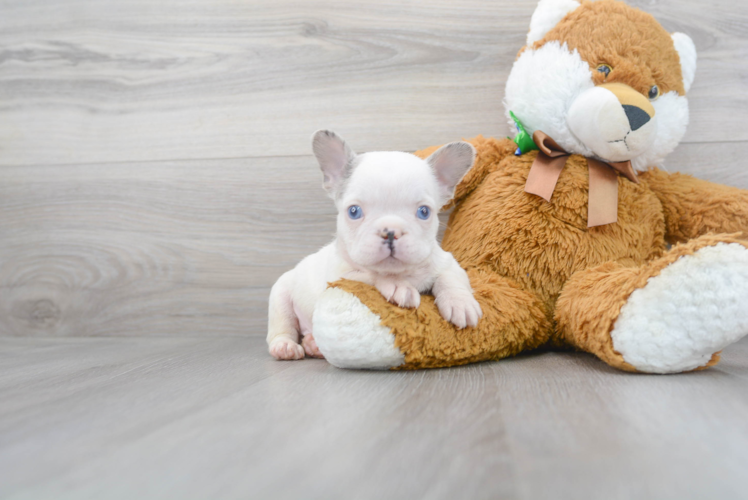 Sweet Frenchie Purebred Puppy