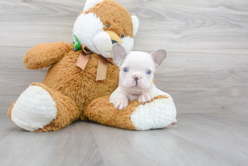 Meet Buster - our French Bulldog Puppy Photo 2/3 - Florida Fur Babies