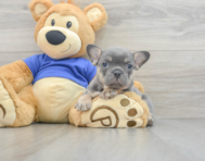 8 week old French Bulldog Puppy For Sale - Florida Fur Babies