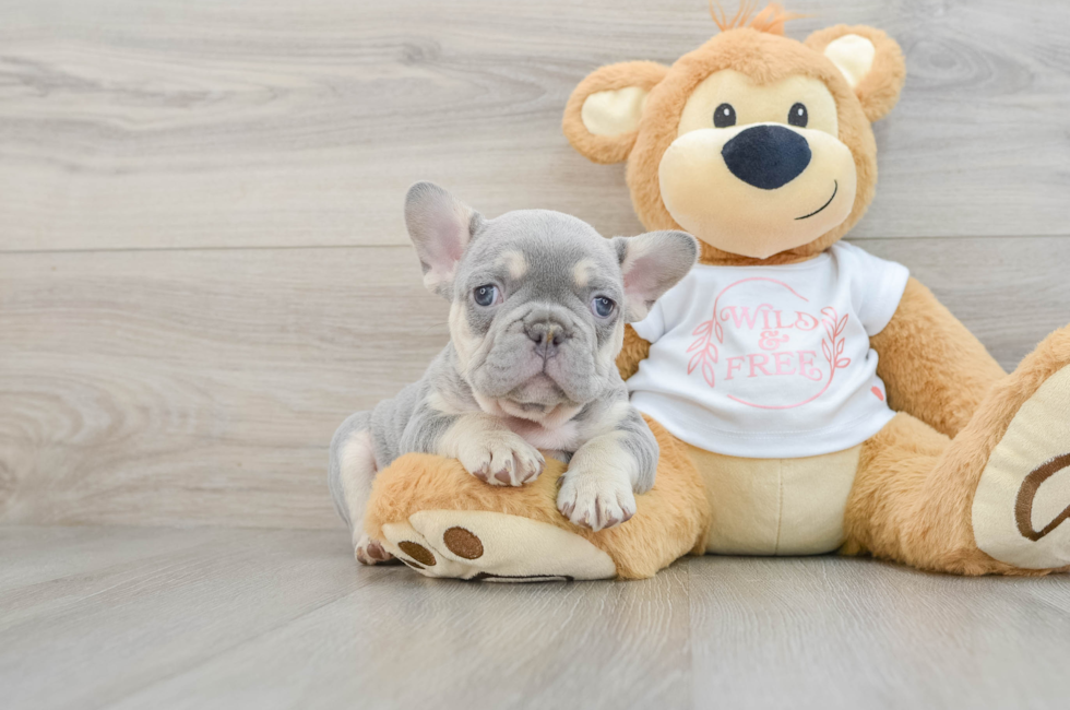 7 week old French Bulldog Puppy For Sale - Florida Fur Babies