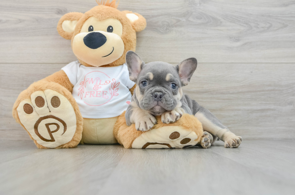 7 week old French Bulldog Puppy For Sale - Florida Fur Babies