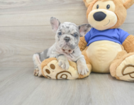 8 week old French Bulldog Puppy For Sale - Florida Fur Babies