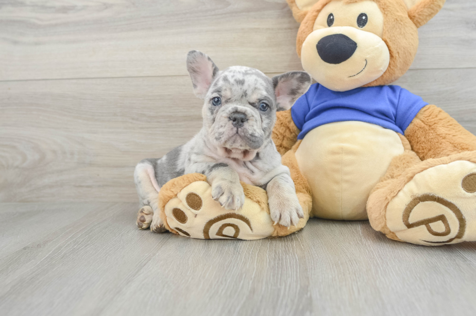 8 week old French Bulldog Puppy For Sale - Florida Fur Babies