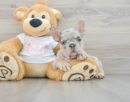 9 week old French Bulldog Puppy For Sale - Florida Fur Babies